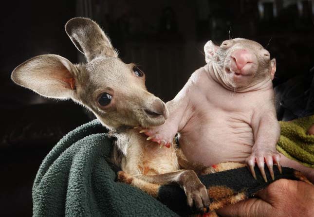 Orphaned kangaroo joey and wombat joey who share a pouch at the Wild about Wildlife Kilmore Rescue Centre in Victoria, Australia - 31 Jul 2012