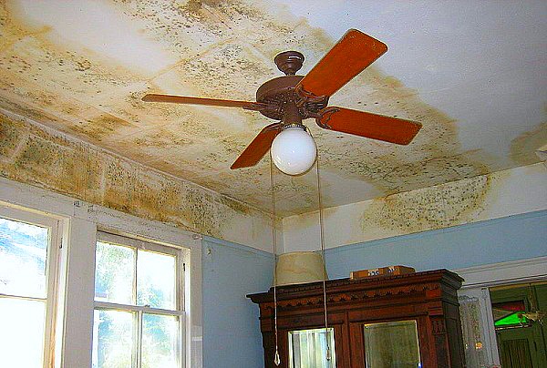How to get rid of mold naturally