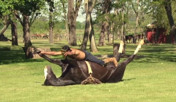 horse-yoga