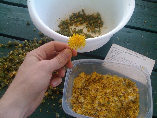 How to make delicious dandelion syrup