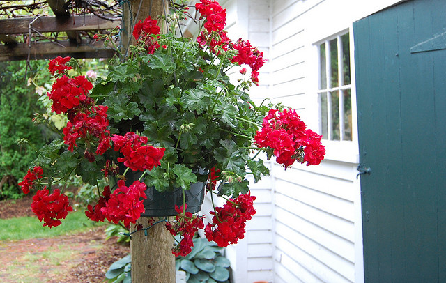 Tips to grow beautiful geraniums. Everyone should know this!