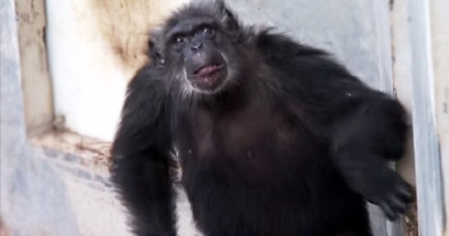 Retired lab chimpanzees see sunlight for the first time - They reaction is amazing!