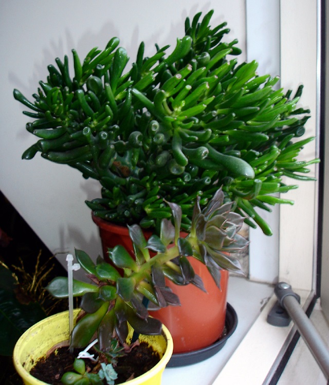 Three indoor plants that greatly improve air quality