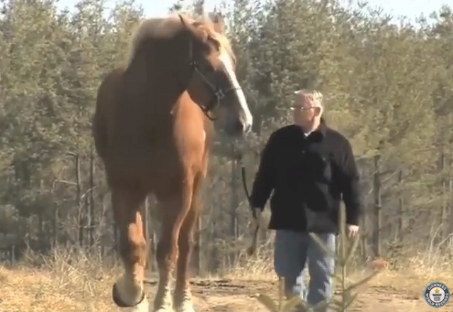 Meet he world’s tallest horse - VIDEO