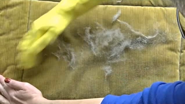 The best method to remove animal hair from your home. Everybody who has pets needs to know this trick!