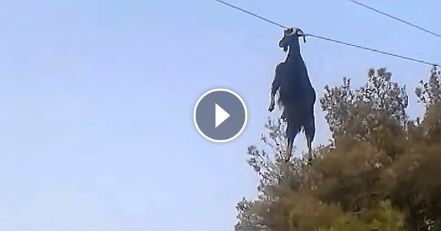 A few people noticed a goat hanging from a cable. What they did is absolutely exemplary