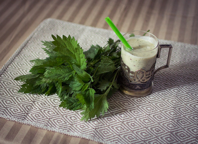 Discover nettle, the champion of medicinal plants