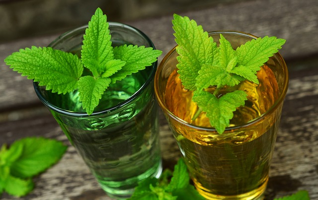 Discover nettle, the champion of medicinal plants