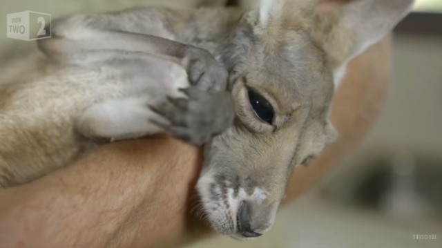 Baby kangaroo gets a bath and a blow dry