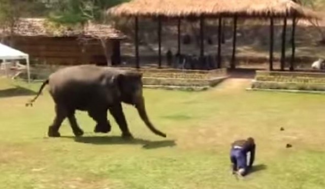 This man falls, but watch the reaction of the elephant. Amazing!