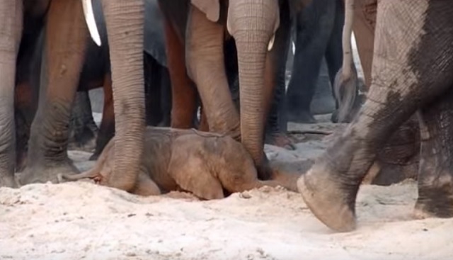 An elephant mother gives birth to a tiny baby. What the herd does in several moments is amazing