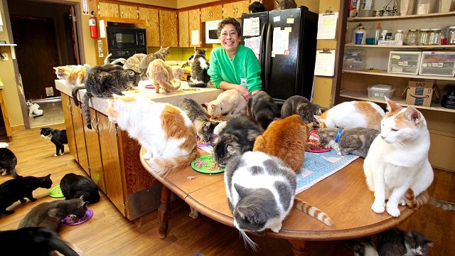 This woman lives with 1100 cats. Take a look at the cat sanctuary she established