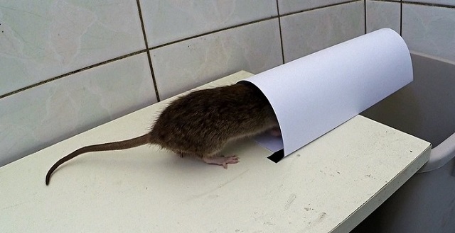 This simple idea will help you get rid of mice and rats easily