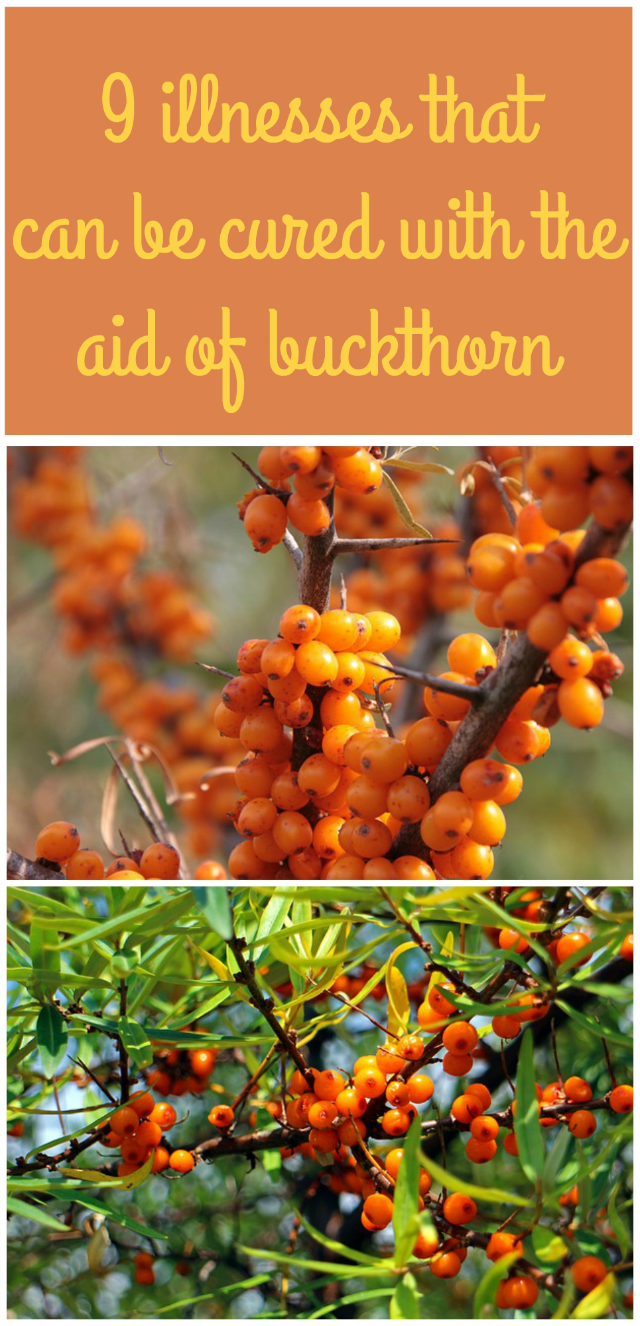 9 illnesses that can be cured with the aid of buckthorn