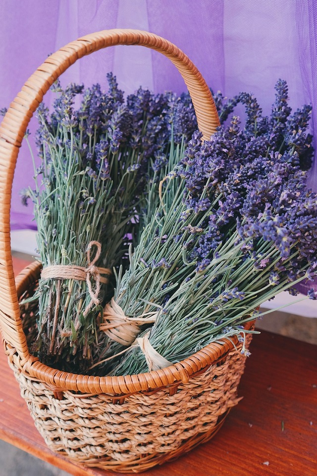 The miraculous effects of lavender essential oil