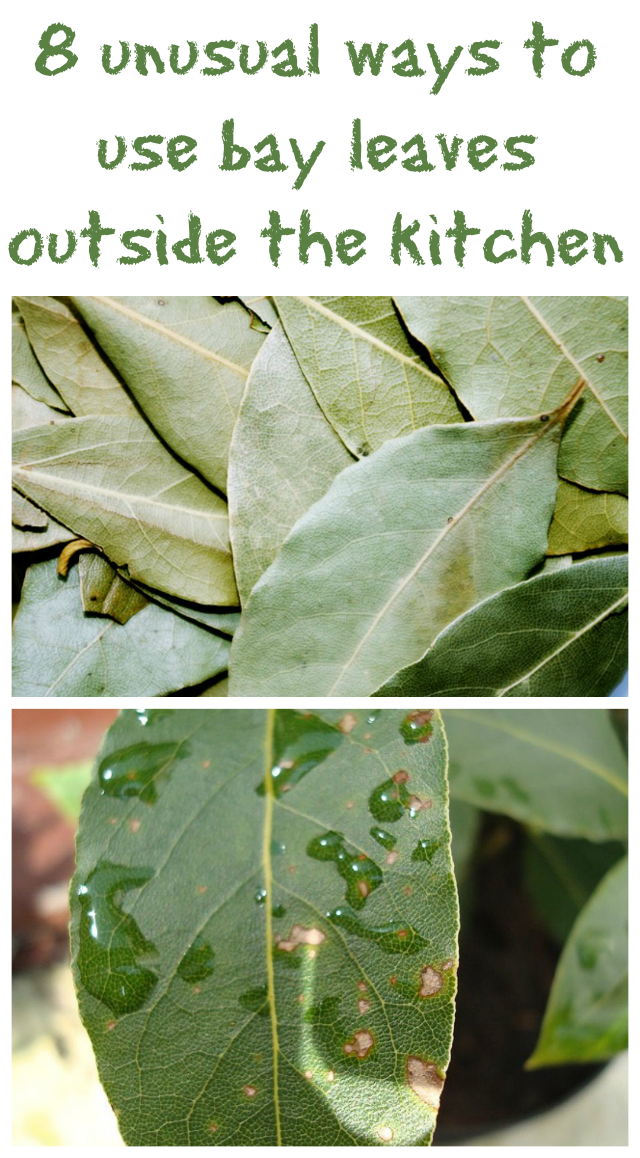 8 unusual ways to use bay leaves outside the kitchen