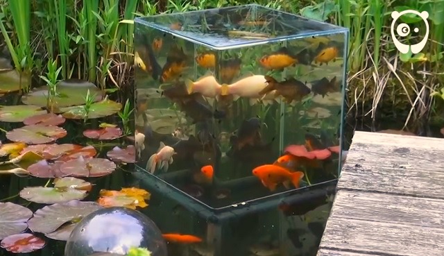 Tips for a really special garden pond with a built-in aquarium