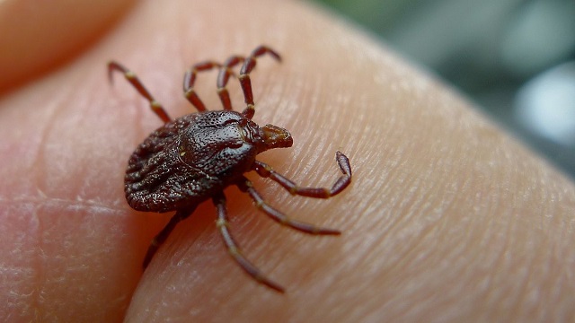 Illnesses transmitted by ticks you didn’t know about