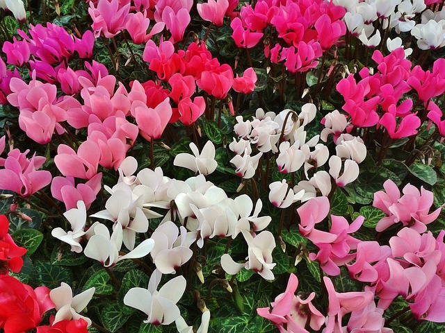 Cyclamen, a plant that releases positive energies in your home