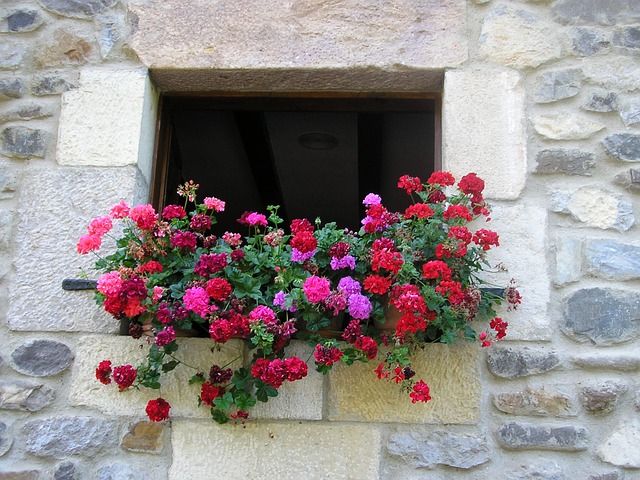 Which flowers are the most suitable to keep in windows?