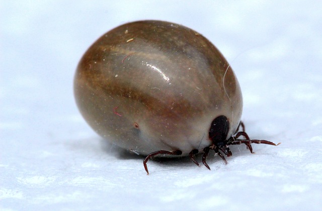 Illnesses transmitted by ticks you didn’t know about