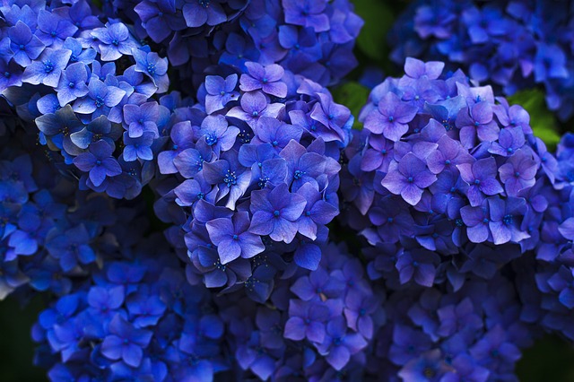 A magical trick: how to change the color of hydrangeas from pink to blue