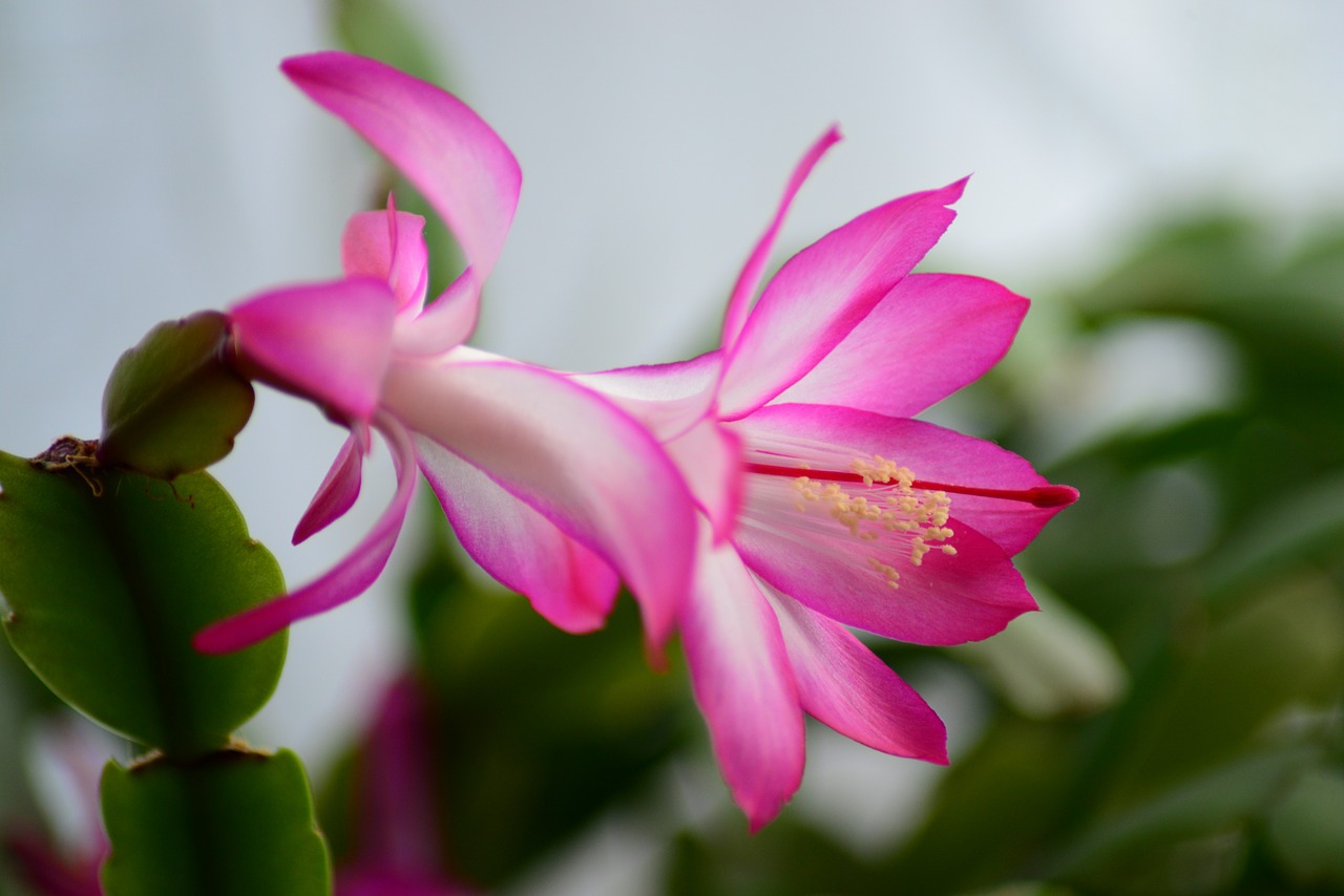 How to convince a Christmas cactus to bloom during the holidays