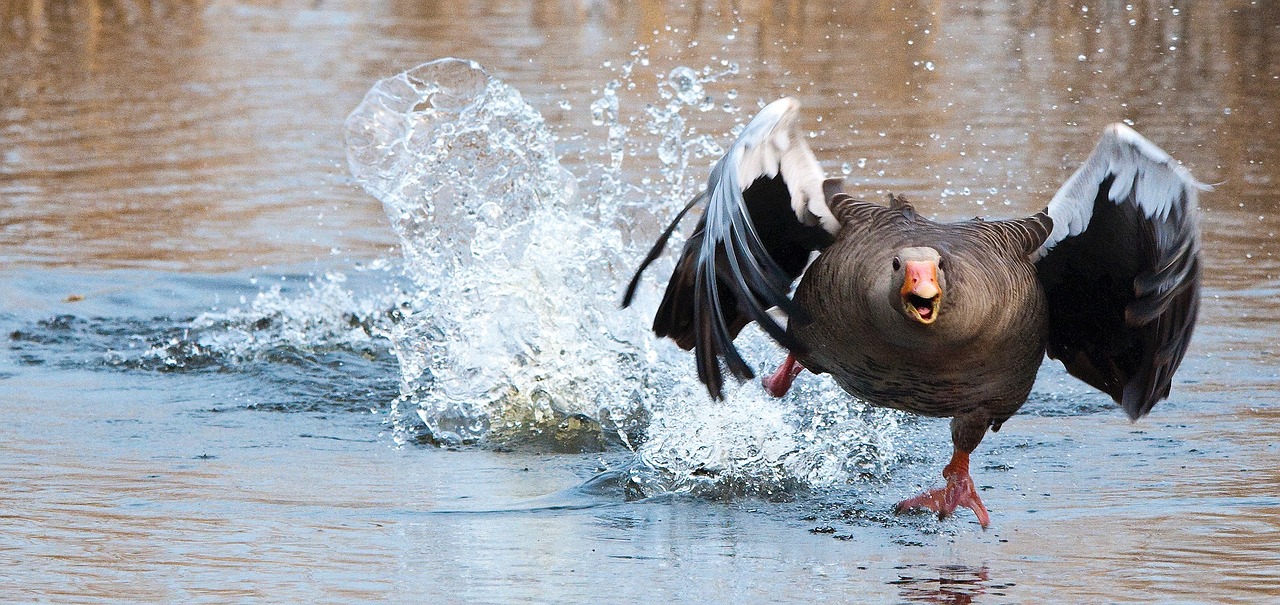 Never feed water birds – it causes more harm than good