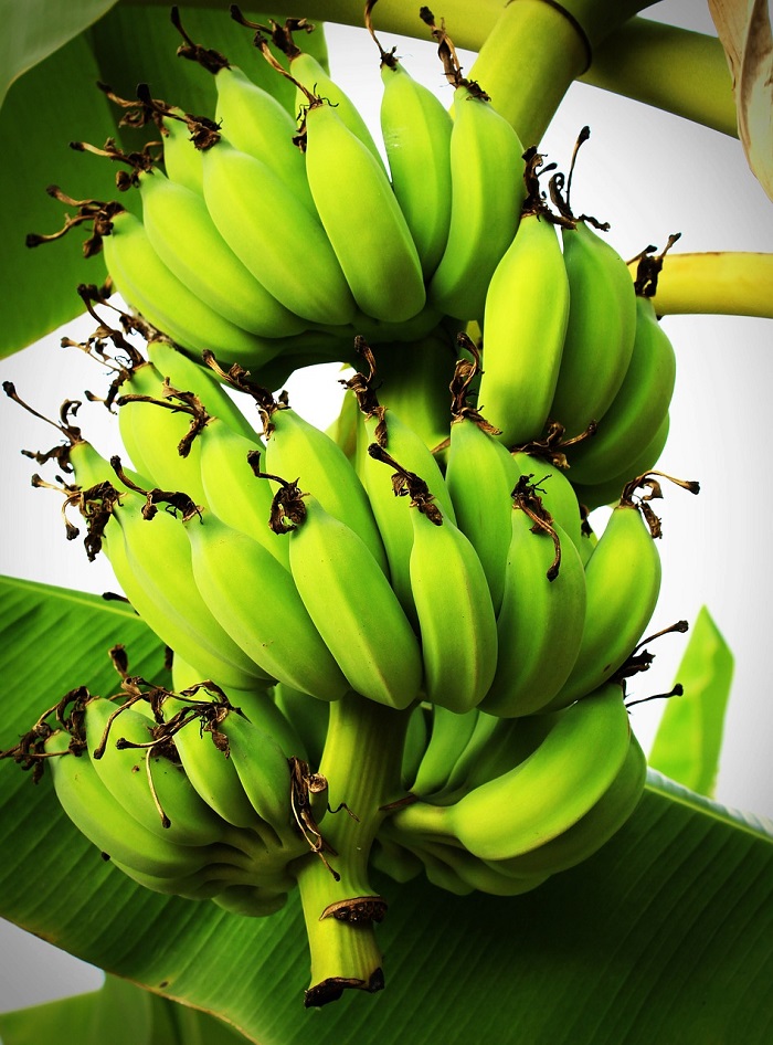The most popular potted plant of recent years: how to grow a banana tree