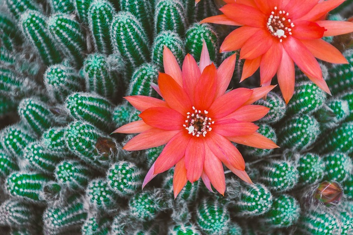 Things you didn’t know about your cactus - learn more and get tips for their care