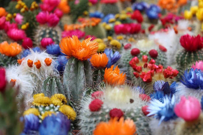 Things you didn’t know about your cactus - learn more and get tips for their care