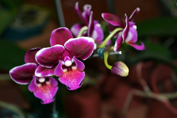 How to water orchids in winter so that they don’t get cold and start flowering as soon as possible?