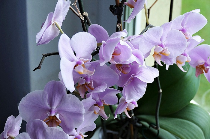 How to water orchids in winter so that they don’t get cold and start flowering as soon as possible?
