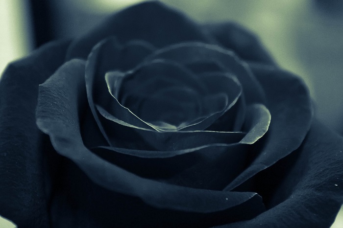 Black roses, a fascinating myth! How real are they?