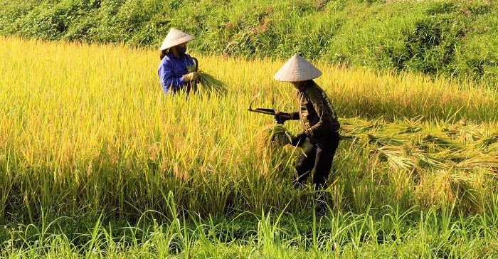 Why rice is the most ecological agricultural product? Find out the secret of rice cultures