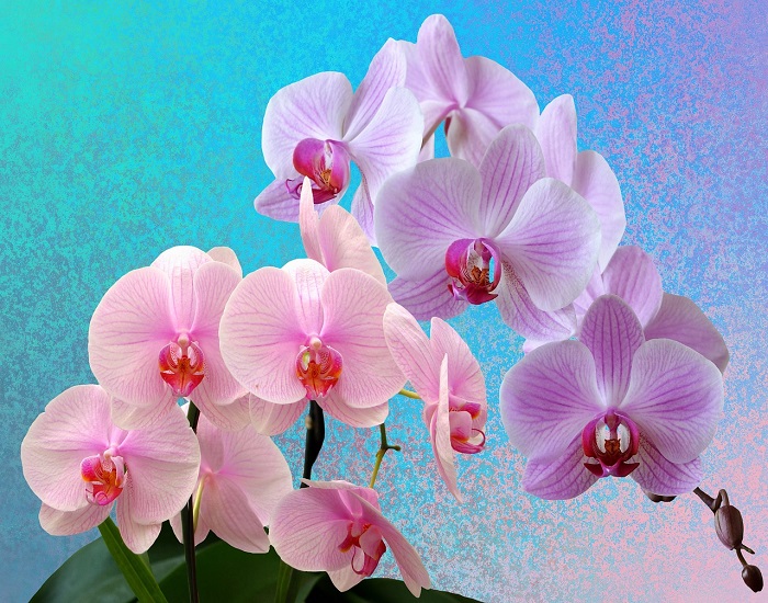 Useful tips for orchid lovers