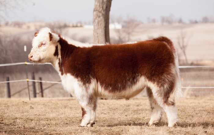 What first appear to be plush animals are actually fluffy cows