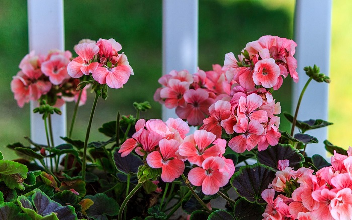 3 simple and efficient methods that triple the flowering of geraniums