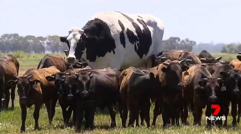 Australia's biggest bull has grown so large that it could not be slaughtered