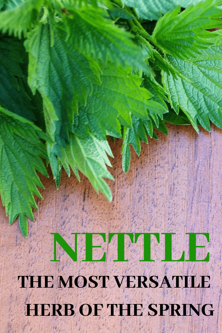 The benefits of nettle, the most versatile herb of the spring