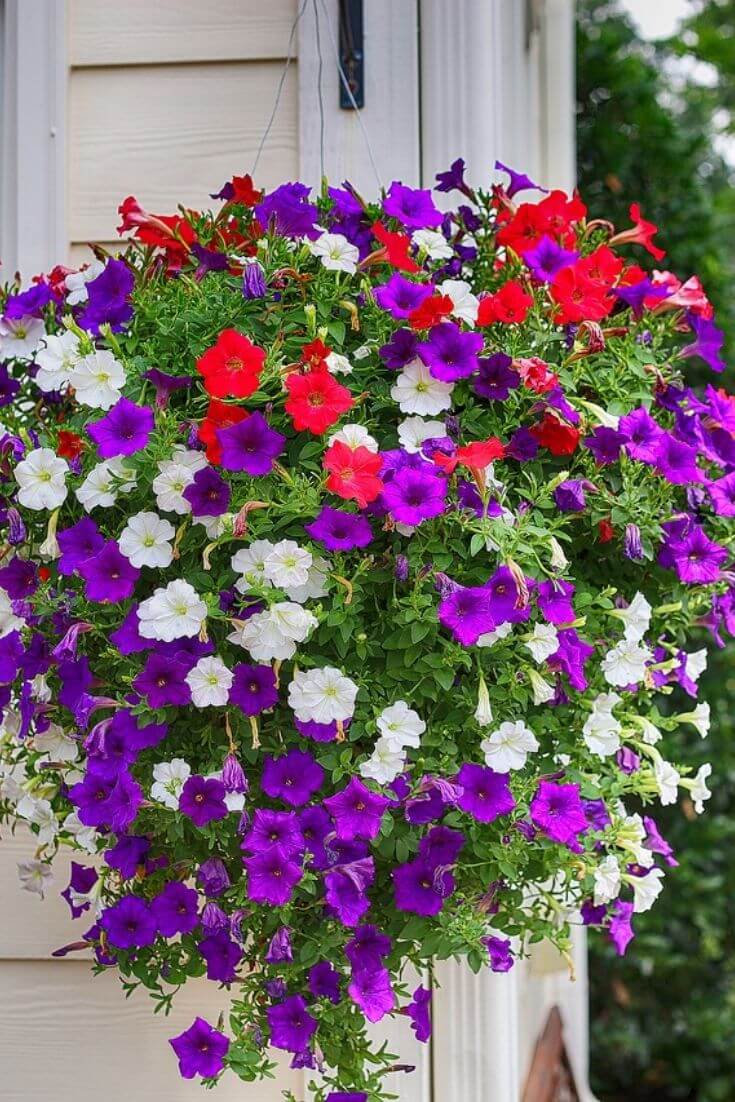 How to ensure that your petunias stay beautiful in the heat