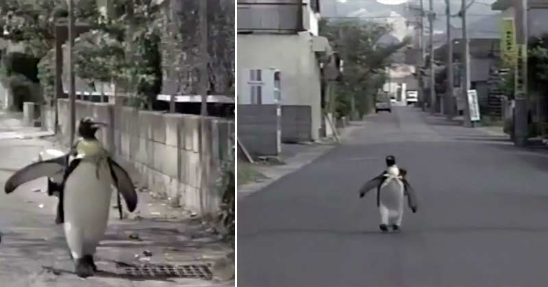A penguin that walked to the store with a backpack to buy fish