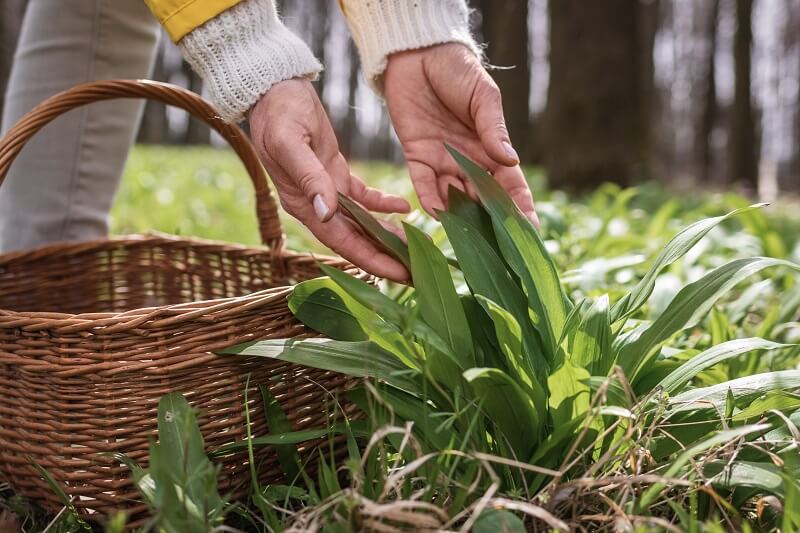 How to grow bear’s garlic (Allium Ursinum) in your garden