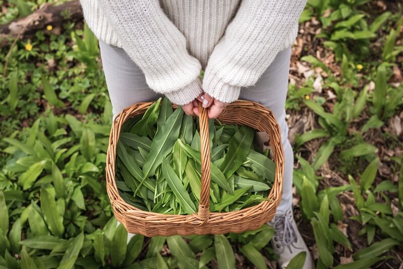 Wild garlic: health benefits + 2 simple and delicious recipes