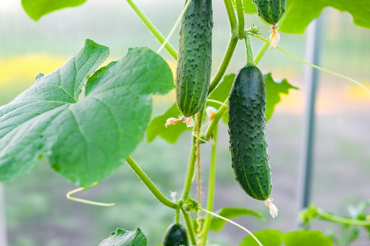 Spray cucumbers with a special solution for a rich harvest