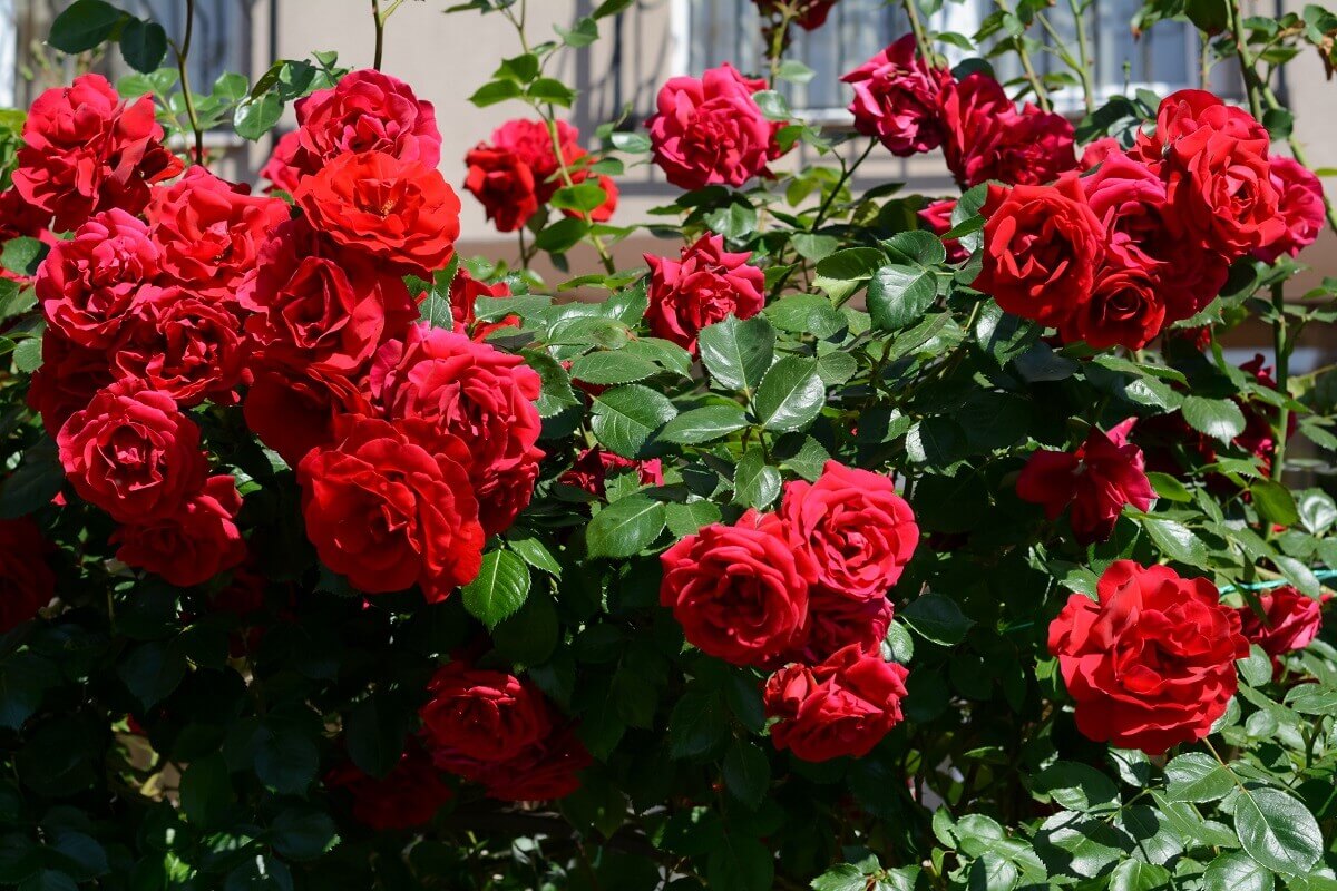 A solution to spray on your roses in May to get rid of caterpillars and spider mites that attack your plants
