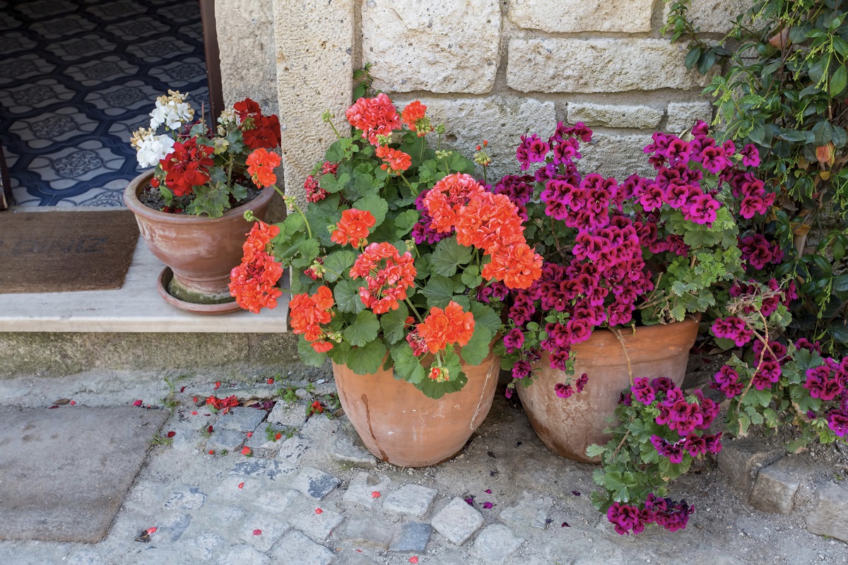 How to care for geraniums so they being big and beautiful flowers all summer long