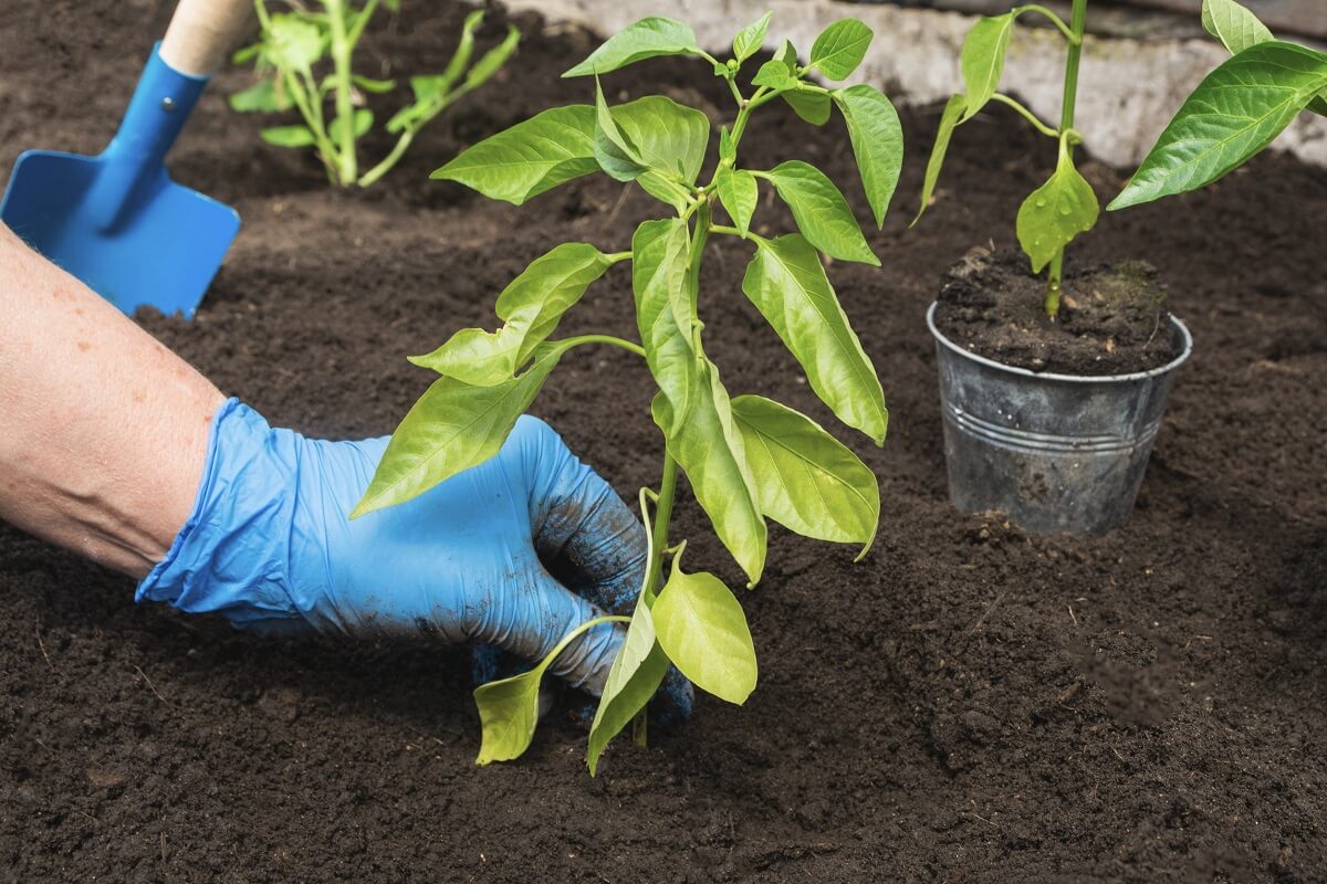 A nutrient-rich solution to feed the pepper seedlings for a rich harvest