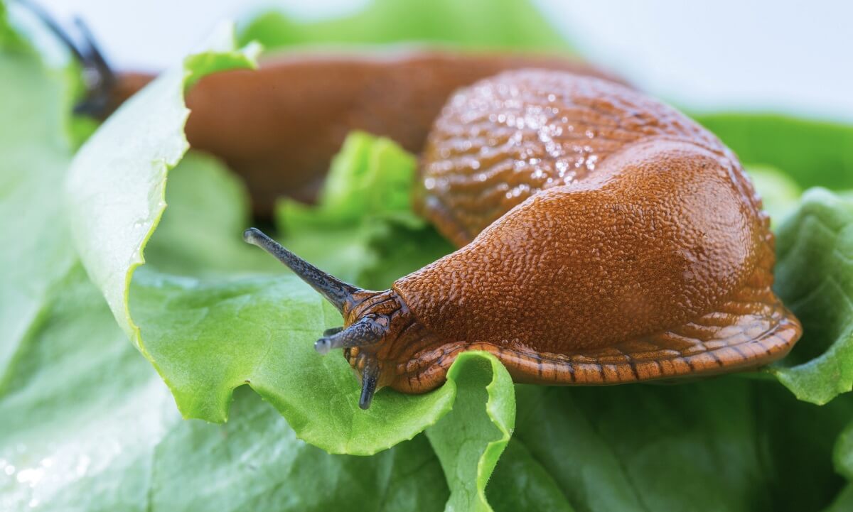 The best natural way to permanently get rid of Spanish slugs attacking your garden
