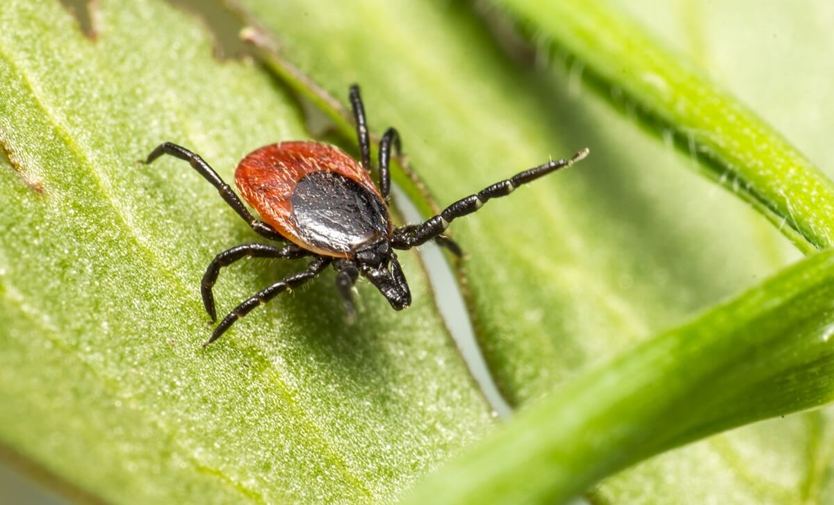 How to keep your garden tick-free without chemicals - 6 plants to keep them away